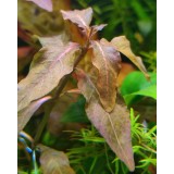 Людвігія "Мехіко" (Ludwigia sp. Mexico)
